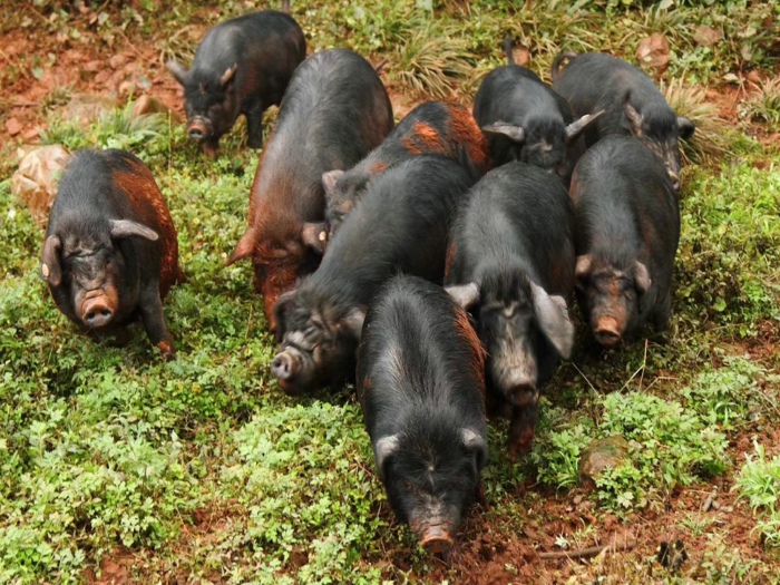 来自长寿星星的山货